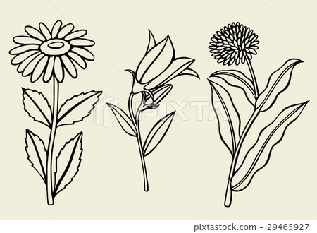 Calendula flower isolated Calendula flower isolated 29465927