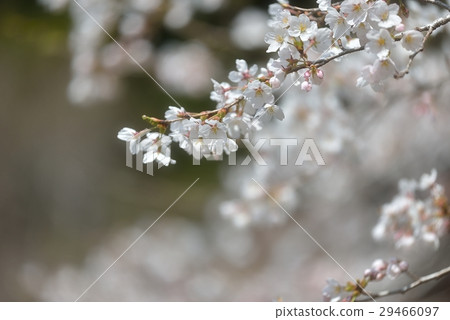 櫻花的幻覺 櫻花的幻覺 29466097