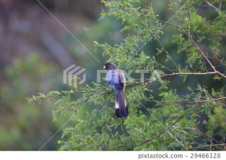 Higashi Hiroshi Ebosidori 29466128