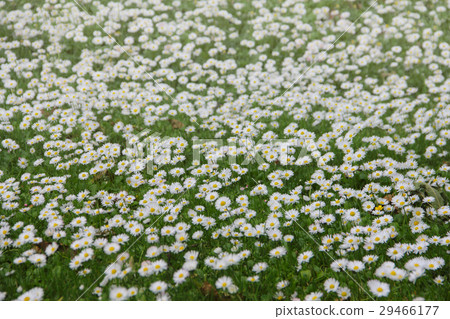 White daisies on meadow 29466177