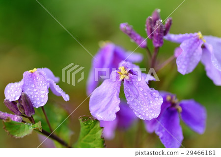 紫羅蘭 29466181