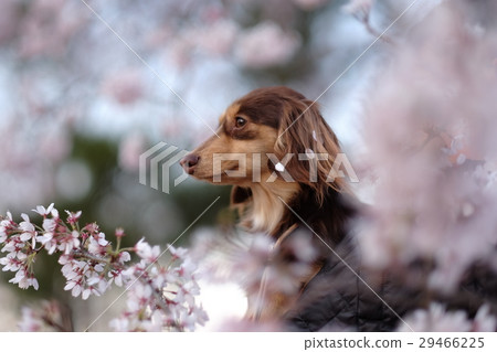 Dog cherry tree spring cherry-blossom viewing 29466225