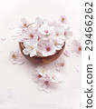 櫻花 29466262