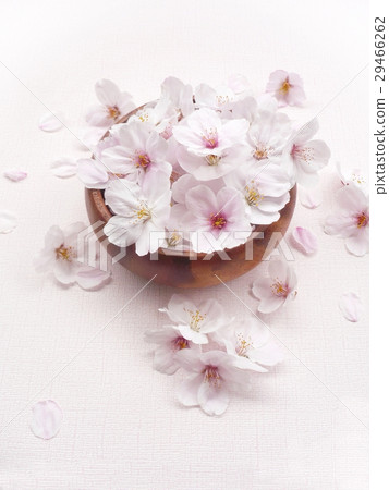 Cherry Blossom Cherry Blossom 29466262