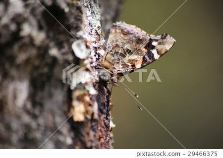 Acacathetha Acacathetha 29466375