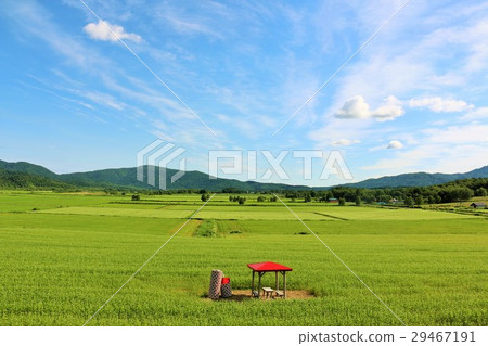 Horokazu地區的蕎麥風景在北海道 29467191
