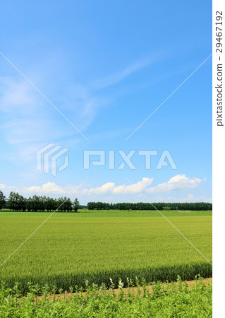 北海道夏天藍天和麥田 北海道夏天藍天和麥田 29467192