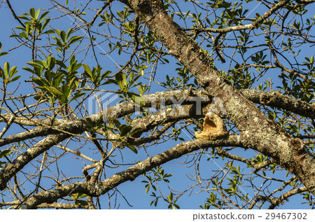 Broken Rufous hornero or rufous ovenbird nest Broken Rufous hornero or rufous ovenbird nest 29467302