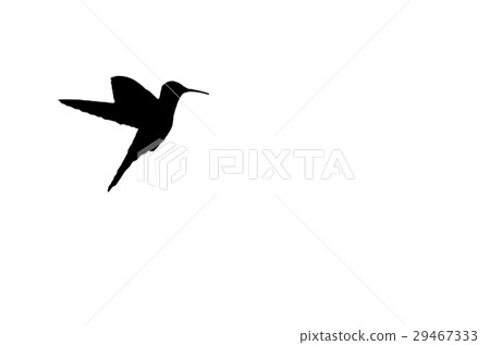 Silhouette ofHummingbird white isolated background 29467333