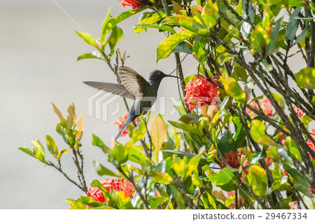 Hummingbird in flight in Minas Gerais, Brazil 29467334