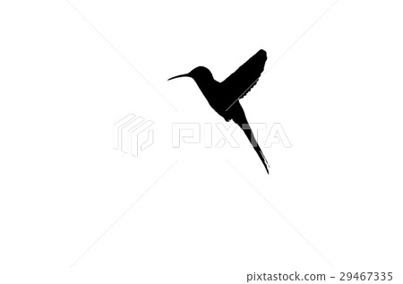 Silhouette ofHummingbird white isolated background 29467335