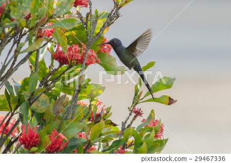 Hummingbird in flight in Minas Gerais, Brazil 29467336