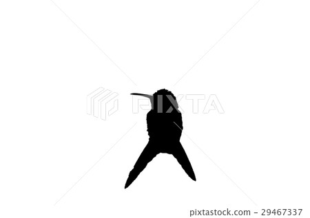 Silhouette ofHummingbird white isolated background 29467337