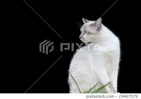 Cute cat with on black isolated background 29467379
