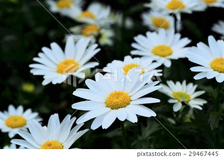 Chrisan Chem Chrisan Chem 29467445