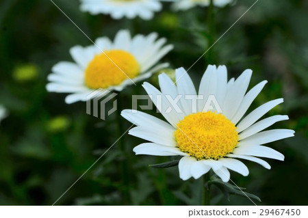 克里斯安化學 29467450