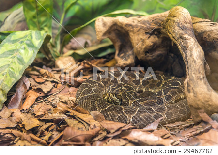 Crossed Pit Viper snake (Bothrops Alternatus) 29467782
