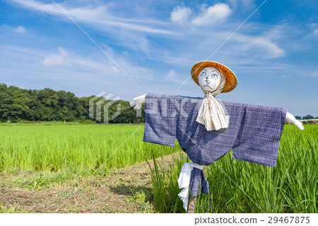 Scarecrow standing in a rice paddy field paddy field 29467875