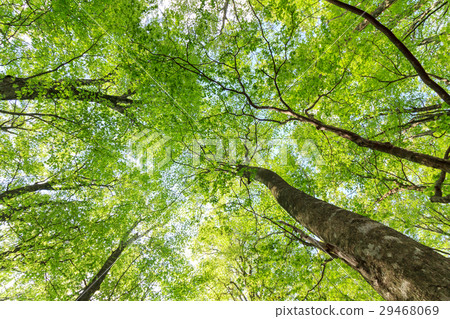 Shirakami山新鮮的綠色山毛櫸森林 29468069