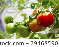 在家庭菜園的微型蕃茄 29468590