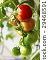 在家庭菜園的微型蕃茄 29468591