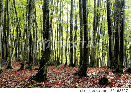  美麗的森林 29468737