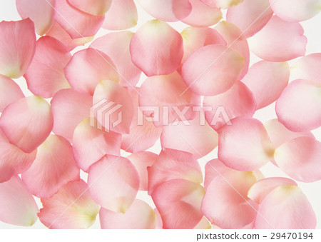 玫瑰 玫瑰 29470194