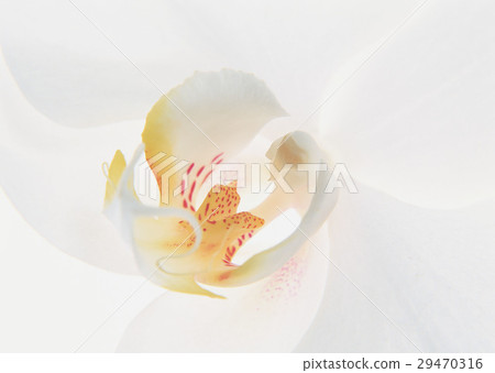 蛾蘭花 蛾蘭花 29470316
