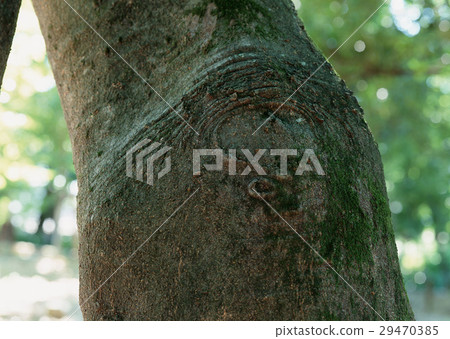 Trunk Trunk 29470385