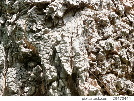 Bark of a falseacacia Bark of a falseacacia 29470444