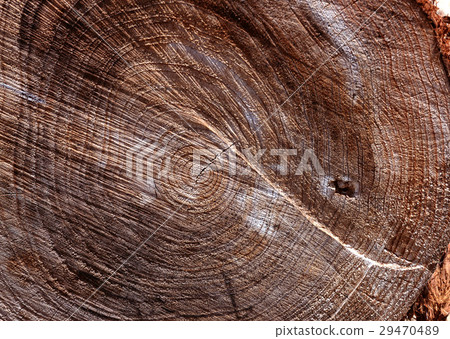 年輪 29470489