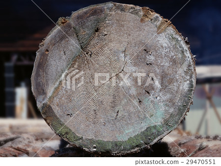 Annual ring 29470551