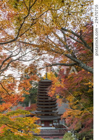 Nara Shizuyama Shrine autumn leaves light up 29470716