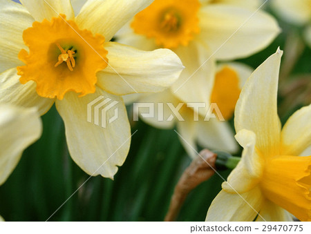 Narcissus 29470775