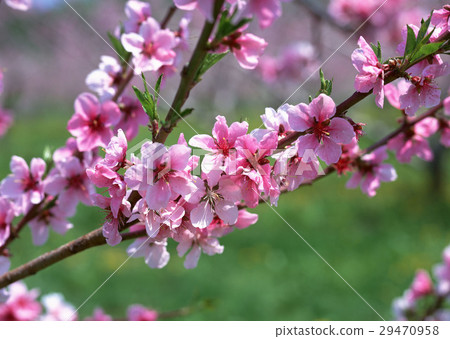 Apple flowers Apple flowers 29470958