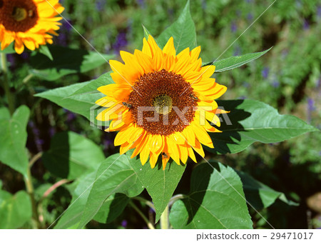 Sun Flower Sun Flower 29471017
