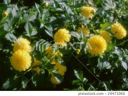 Dahlia 29471068
