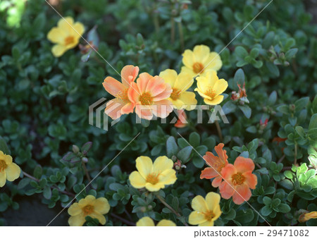 Flowers Flowers 29471082