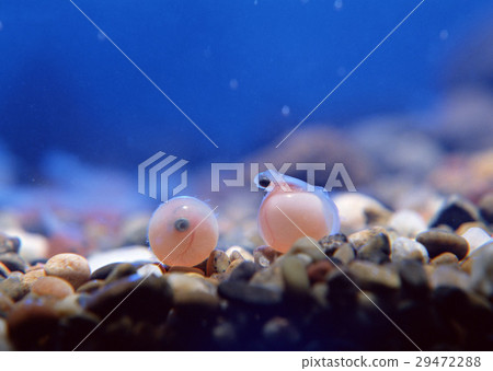 Salmon fry Salmon fry 29472288