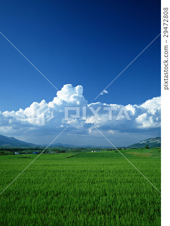 稻田 稻田 29472808