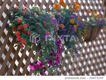 Hanging basket 29473243