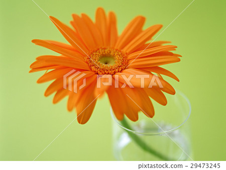 Gerbera 29473245