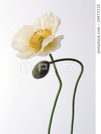 罌粟 29473318