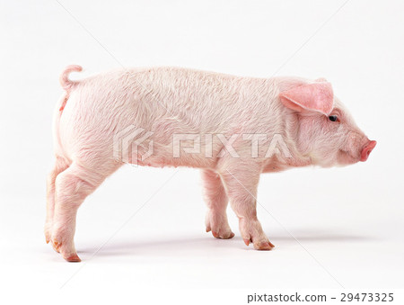 pig	 29473325