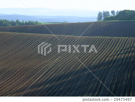 Field Field 29473497