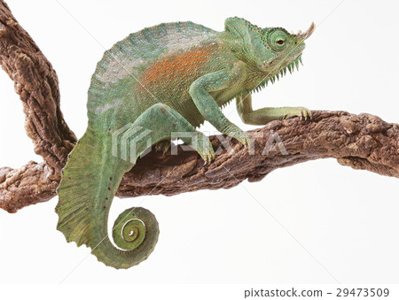 Yotsuduno Chameleon 29473509