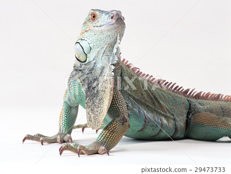 Green iguana Green iguana 29473733