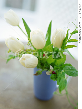 Tulip 29473764