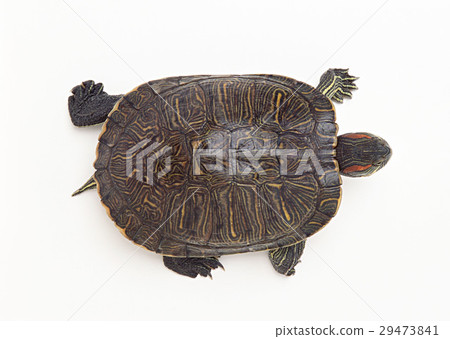 Green turtle Green turtle 29473841