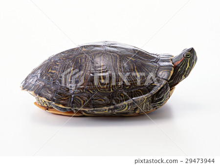 Green turtle 29473944